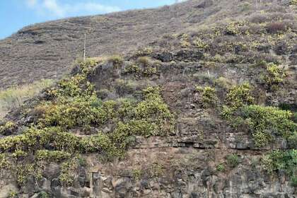 Enredo venda em Teror, Las Palmas, Gran Canaria. 