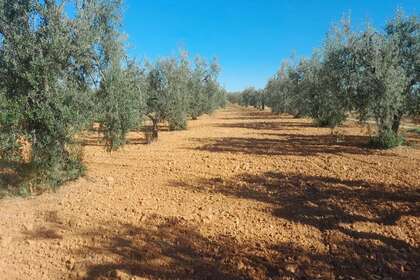 Plot for sale in Raigal, Almonte, Huelva. 