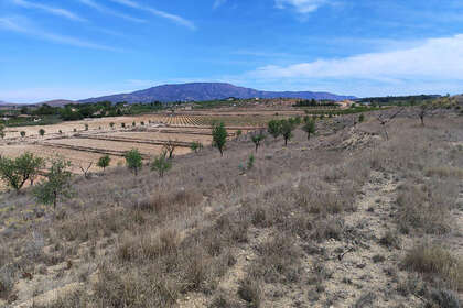 Percelen/boerderijen verkoop in Pinoso, Alicante. 