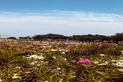 Appartementen verkoop in Sotogrande, Cádiz. 