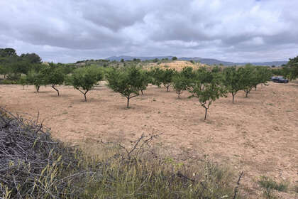 Parcela/Finca venta en Pinoso, Alicante. 