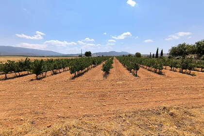 Terreno vendita in Yecla, Murcia. 