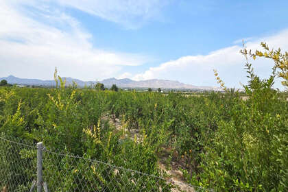 Terreno vendita in San Isidro (Alicante/Alacant). 
