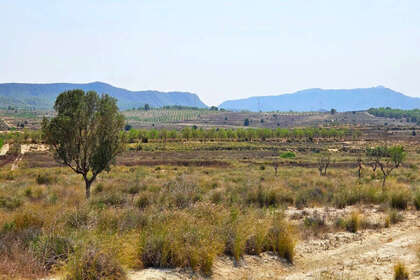 Terreno vendita in San Miguel de Salinas, Alicante. 