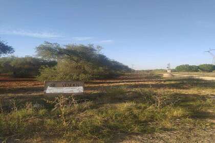 Rural/Agricultural land for sale in Almensilla, Aljarafe, Sevilla. 