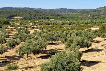 Rural/Agricultural land for sale in Cella, Teruel. 
