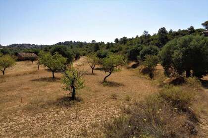 Rural/Agricultural land for sale in Cella, Teruel. 