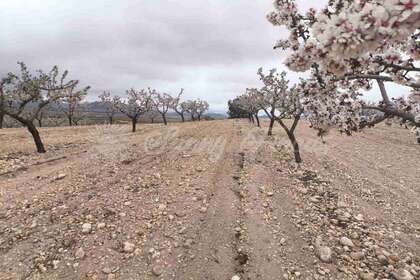 Terreno rústico/agrícola venta en Yecla, Murcia. 