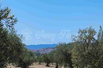 Urban plot for sale in Yecla, Murcia. 