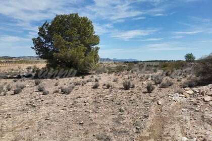 Urban plot for sale in Pinoso, Alicante. 