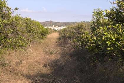 Rural/Agricultural land for sale in Alcanar, Tarragona. 