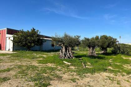 Parcela/Finca en Chiclana de la Frontera, Cádiz. 