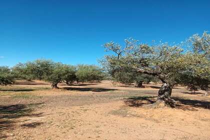 Terreno rústico/agrícola venta en Rossell, Castellón. 