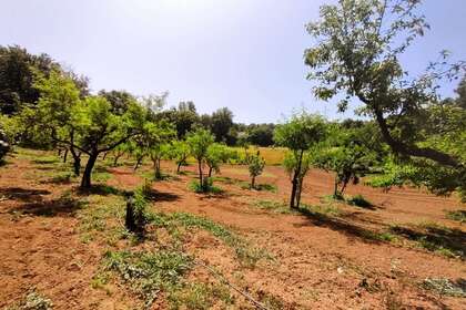 Land