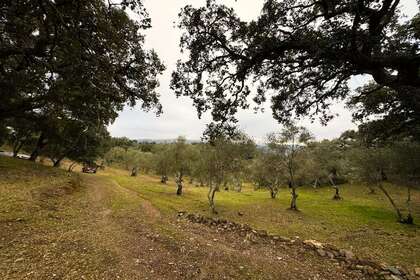 Plot for sale in Galaroza, Huelva. 