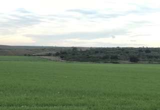 Parcela/Finca venta en Carmona, La Campiña, Sevilla. 