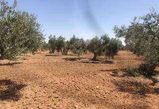 Parcela/Finca venta en Carmona, La Campiña, Sevilla. 