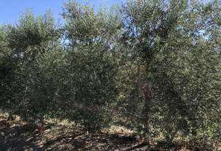 Parcela/Finca venta en Carmona, La Campiña, Sevilla. 