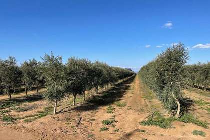 Parcela/Finca venta en Carmona, La Campiña, Sevilla. 