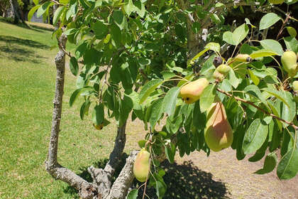 Ranch for sale in Monda, Málaga. 