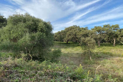 Plot for sale in San Roque, Cádiz. 