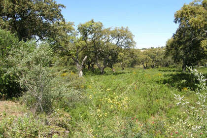 Plot for sale in San Roque, Cádiz. 