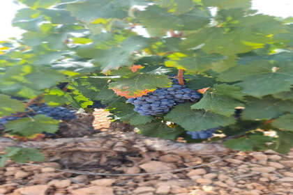 Plot for sale in Abanilla, Murcia. 