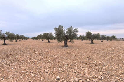 Plot for sale in Yecla, Murcia. 