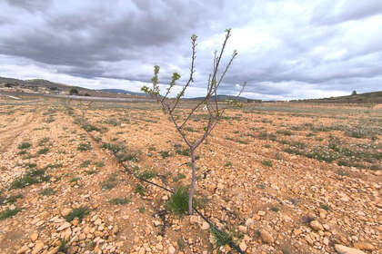 Plot for sale in Raspay, Yecla, Murcia. 