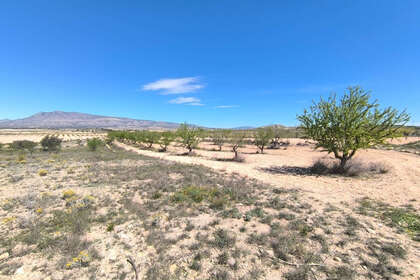 Plot for sale in Jumilla, Murcia. 