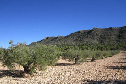 Plot for sale in Yecla, Murcia. 