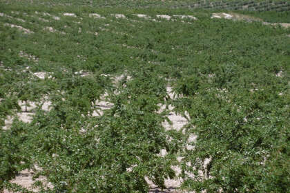 Plot for sale in Yecla, Murcia. 