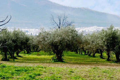 Plot for sale in Alhaurín el Grande, Málaga. 