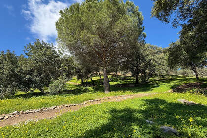 Plot for sale in Casares, Málaga. 