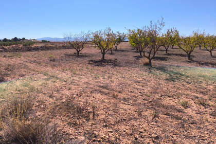 Plot for sale in Pinoso, Alicante. 