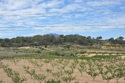 Grundstück/Finca zu verkaufen in Jumilla, Murcia. 