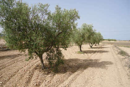 Plot for sale in Murcia. 