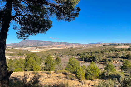 Plot for sale in Murcia. 