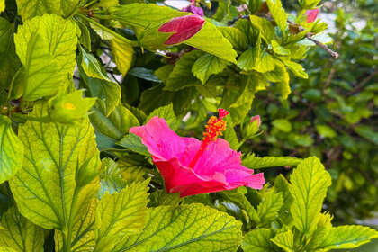 Penthouse/Dachwohnung zu verkaufen in Torrevieja, Alicante. 