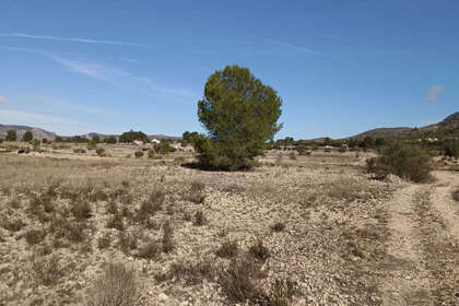 Plot for sale in Salinas, Alicante. 