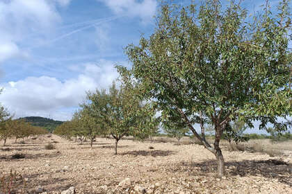 Plot for sale in Yecla, Murcia. 