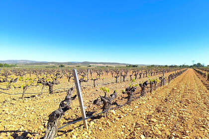 Grundstück/Finca zu verkaufen in Yecla, Murcia. 