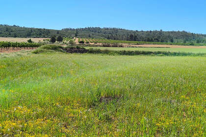 Grundstück/Finca zu verkaufen in Yecla, Murcia. 