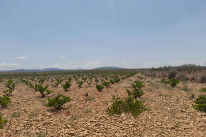 Plot for sale in Pinoso, Alicante. 