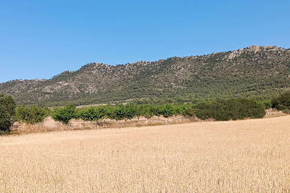 Plot for sale in Yecla, Murcia. 