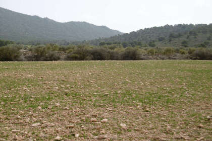 Plot for sale in Yecla, Murcia. 