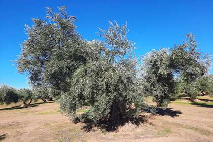 Terres agricoles vendre en Bailén, Jaén. 