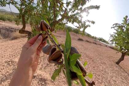 Landdistrikter / landbrugsjord til salg i Monóvar/Monòver, Alicante. 