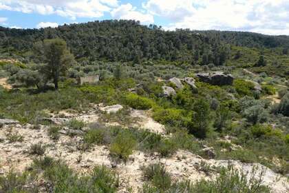 Rural/Agricultural land for sale in Cella, Teruel. 