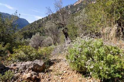 Rural/Agricultural land for sale in Sóller / Sóller, Baleares (Illes Balears), Mallorca. 
